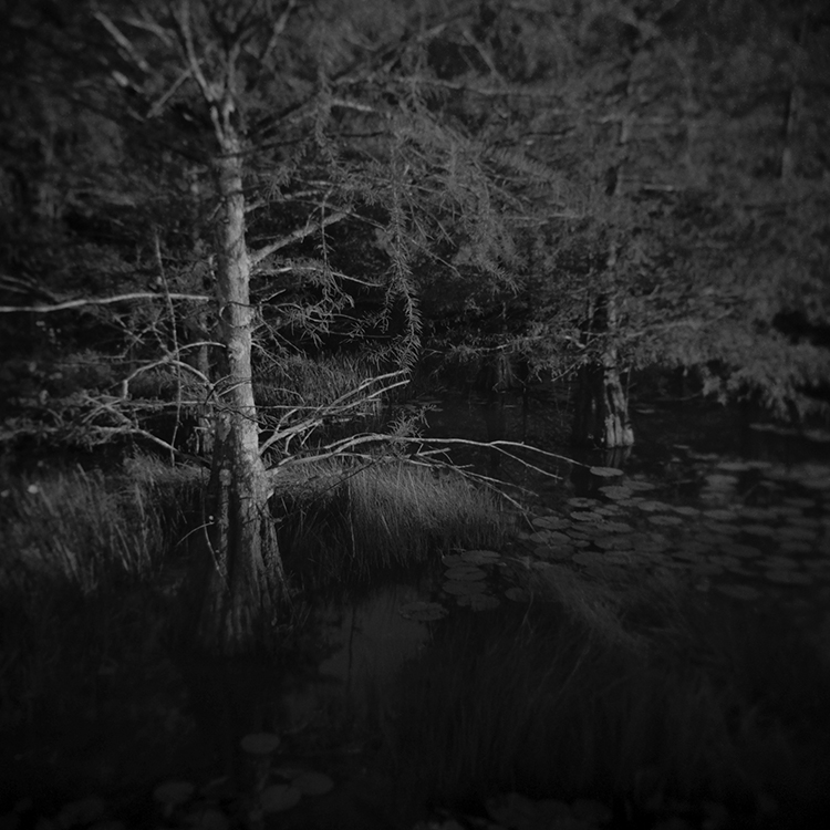 A black and white photo of trees in the woods.