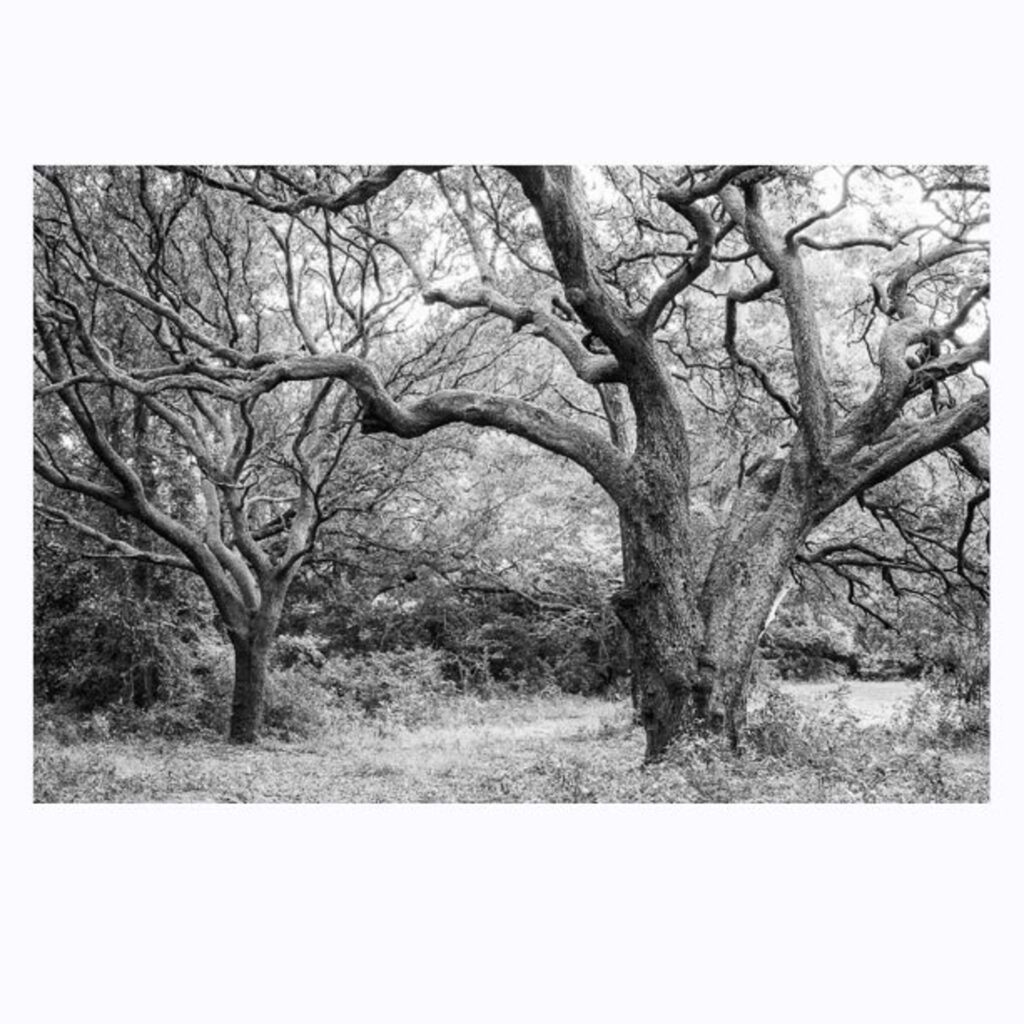 A black and white photo of trees in the woods.