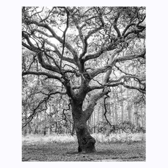 A large tree with no leaves in the woods.