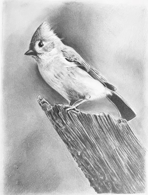 A black and white photo of a bird on a fence post.